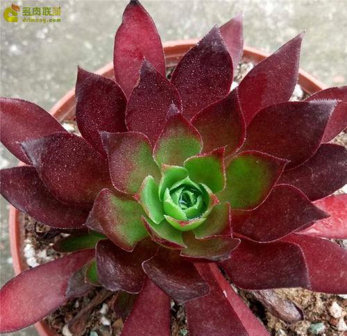 法师凤凰出装顺序攻略（解析最优装备搭配，让你成为无敌法师！）