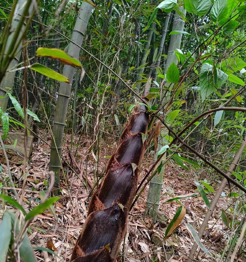 《迷雾之夏》结局攻略——揭秘四个结局（四种结局测评，究竟哪个结局才是最好的选择？）