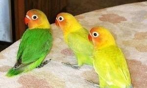 牡丹鹦鹉打和平精英怎么办,共赴和平精英欢乐战场