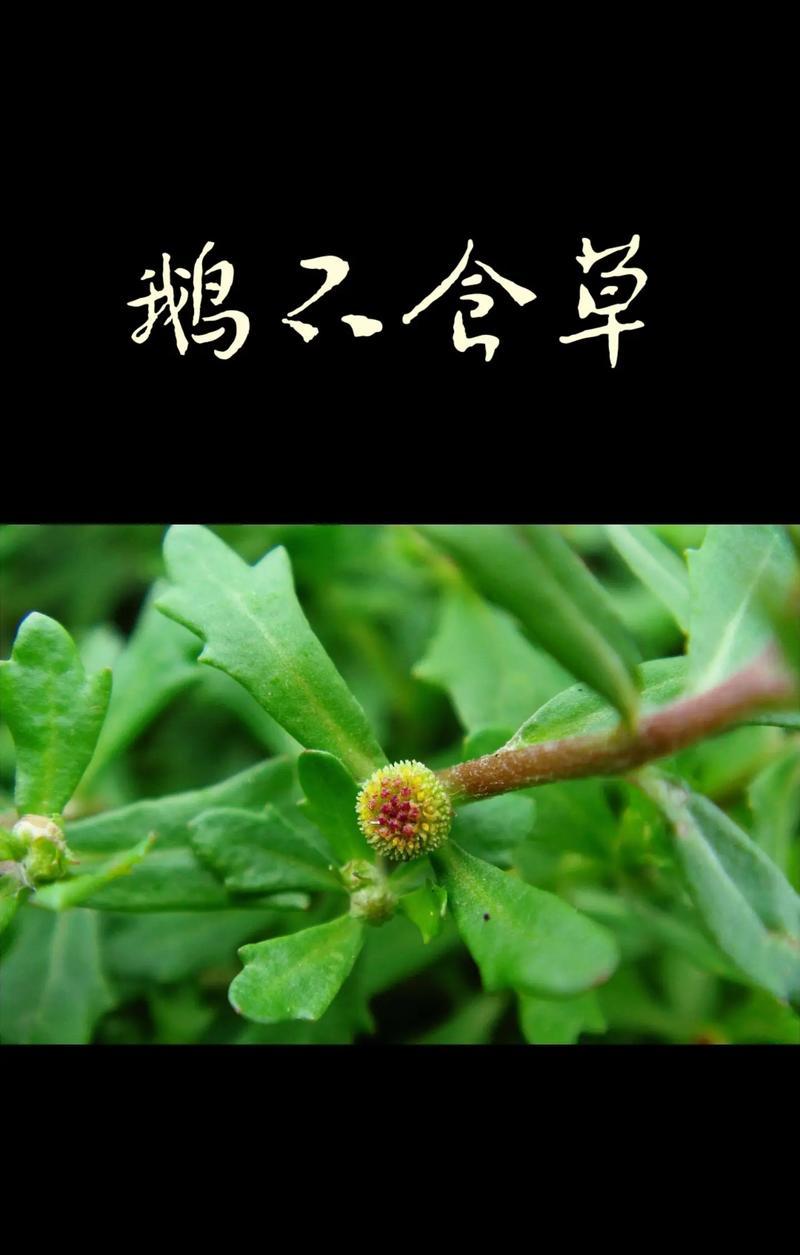 揭开星之彼端氚素的神秘面纱（探究氚素的应用价值和科学意义）