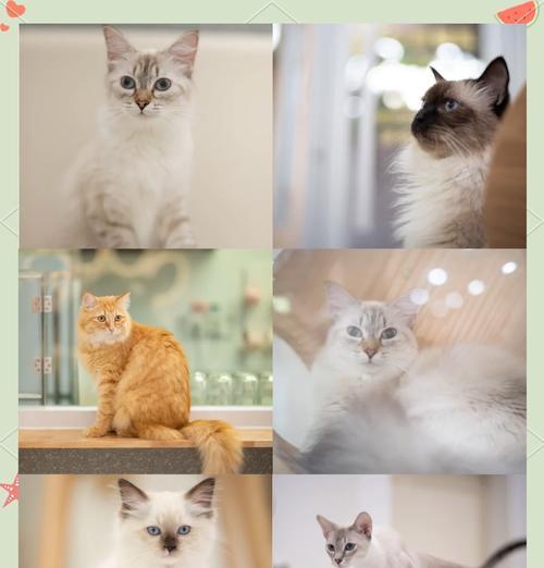 猫咖啡店游戏攻略（游戏攻略、经营技巧、猫咪养成、互动挑战等全方位解析）