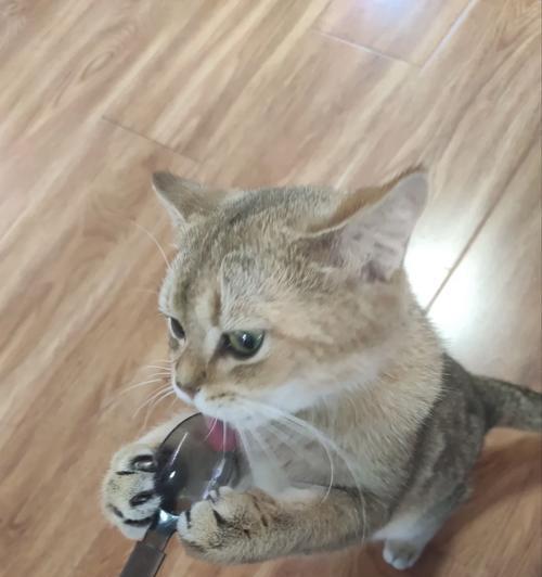 卡哇伊小猫咪攻略（从互动到照顾，让你的小猫咪成为你的最佳伙伴）