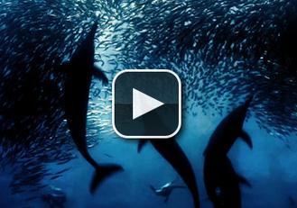 搜狗浏览器2016无法播放视频怎么办 搜狗浏览器2016高速模式不能看视频解决办法