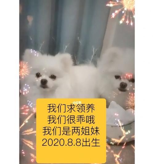 公主收养游戏攻略（如何收养并培养公主，打造属于你的王国）