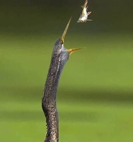 蛇鹈鸟游戏攻略（揭秘蛇鹈鸟游戏中的胜利策略，轻松称霸游戏世界！）