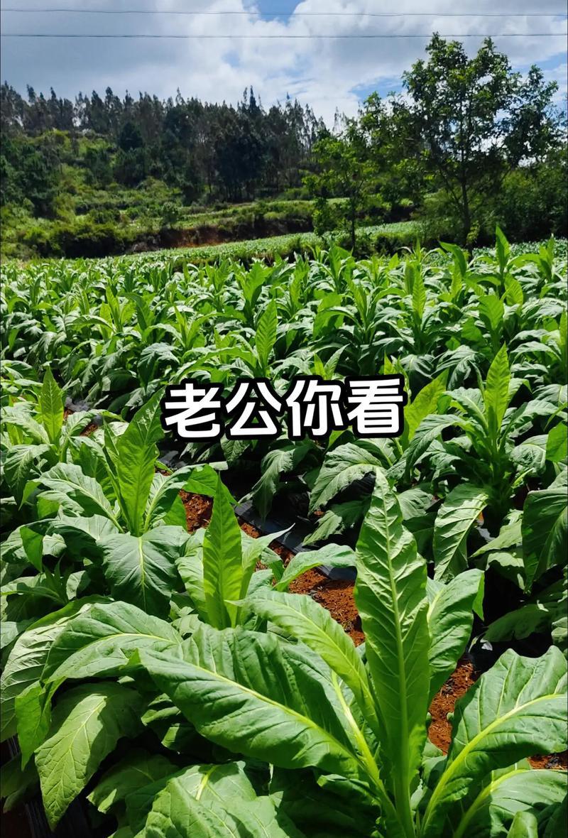 伊瑟琳攻略（崩溃如何引发了伊瑟琳的冒险之旅）