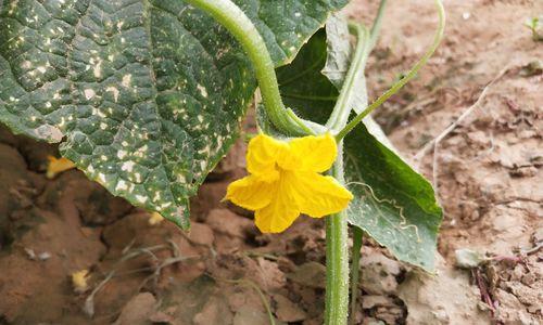 《打造幸福菜园，享受游戏乐趣》（一起来探索幸福菜园手游的攻略和玩法吧！）