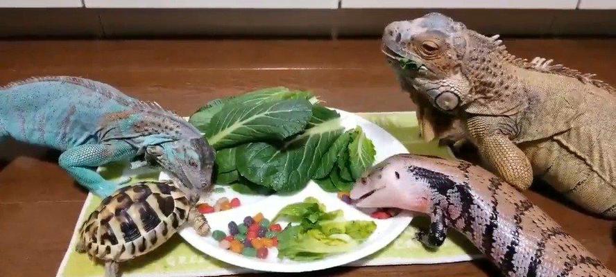 《乌龟加油游戏攻略大全》（成为乌龟游戏高手的秘籍）