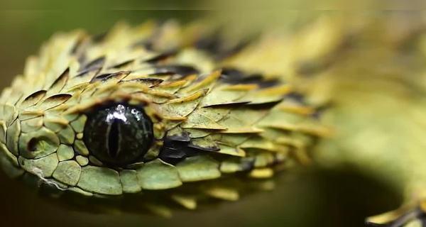 双头怪蛇游戏攻略（成为双头怪蛇的终极大师，从这里开始！）