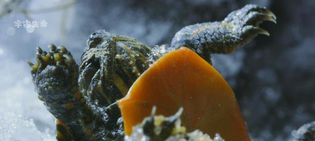 《动物朋友王国》天蓝怪通关攻略（用心策略，轻松突破）