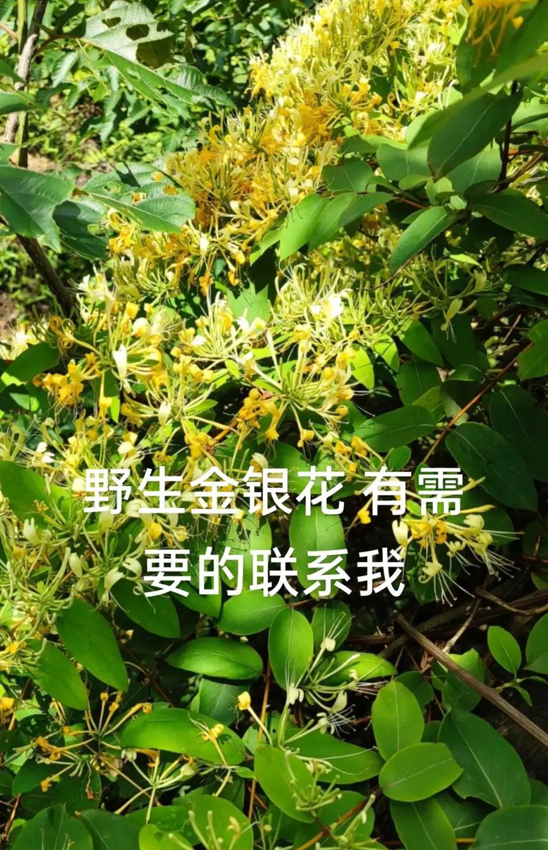 大仙野生瑶出装攻略（一文教你如何正确出装，助你在战场上战无不胜！）