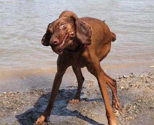 变异汪星人3攻略（变异汪星人3攻略指南——成为顶尖星际冒险家的秘籍）