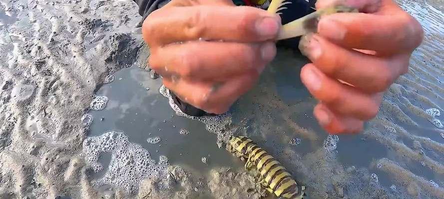 滩涂赶海攻略（掌握关键技能，开启滩涂赶海新境界）