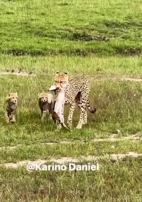 生存竞争二游戏攻略（亲自体验、积攒经验、战胜敌人、成为巅峰玩家）