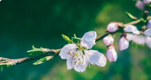 屠龙狂刃阵容攻略（屠龙狂刃装备选择、技能搭配以及战术策略详解）