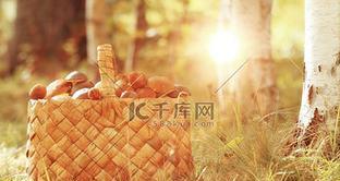 《以森林的光芒》攻略指南（探索自然之美，解谜寻找光芒的秘密）