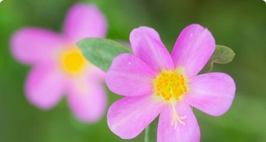 QQ炫舞手游宠物升星攻略（用方法介绍，轻松提高宠物属性，享受游戏乐趣）