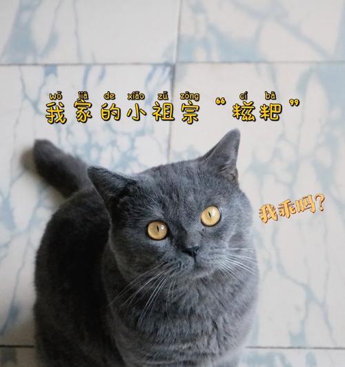 最新版蓝猫出装攻略（全面分析最新版蓝猫的出装策略及技巧）