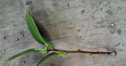 拳手健壮的蜥蜴（探秘拳手蜥蜴的强壮之谜，解锁它们的训练秘籍！）