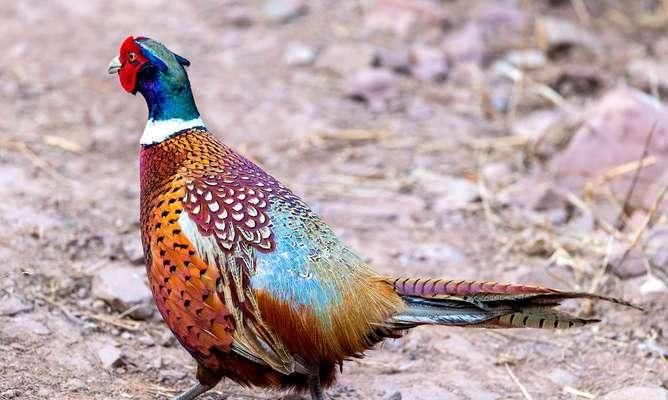 《超级鸡马匹配队友出装攻略》（超级鸡马与队友搭配出装，制霸游戏大陆！）