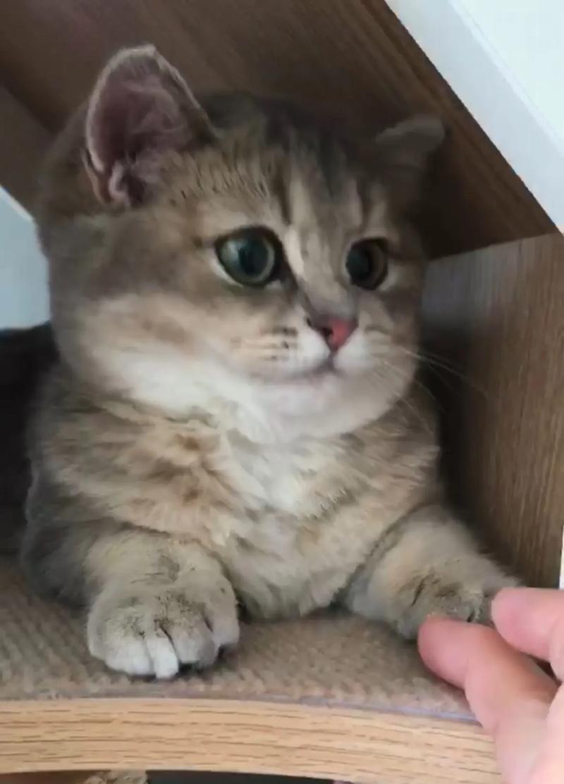 小胖猫咪出装攻略（最新版出装方案及技巧详解）