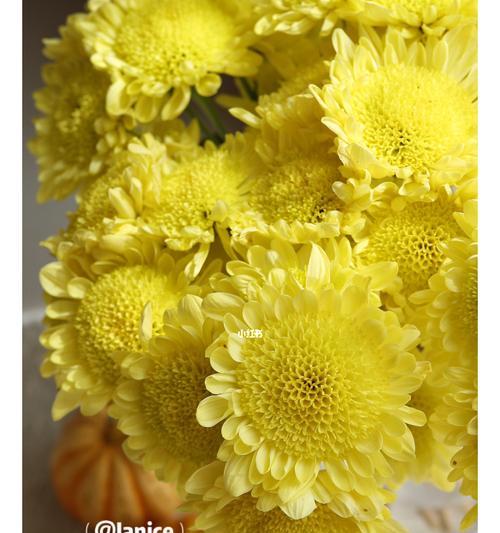 小菊另类出装攻略（教你如何打造与众不同的个性风格）