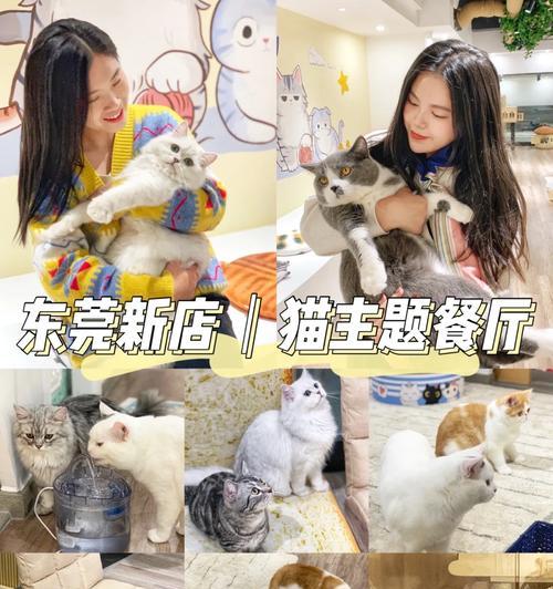 以大厨猫咪出装攻略为主题的详细分析（精心选择装备，让大厨猫咪成为绝世厨艺大师）