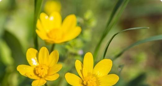 庄周辅助玩法攻略（深入剖析庄周作为辅助的优势与策略）