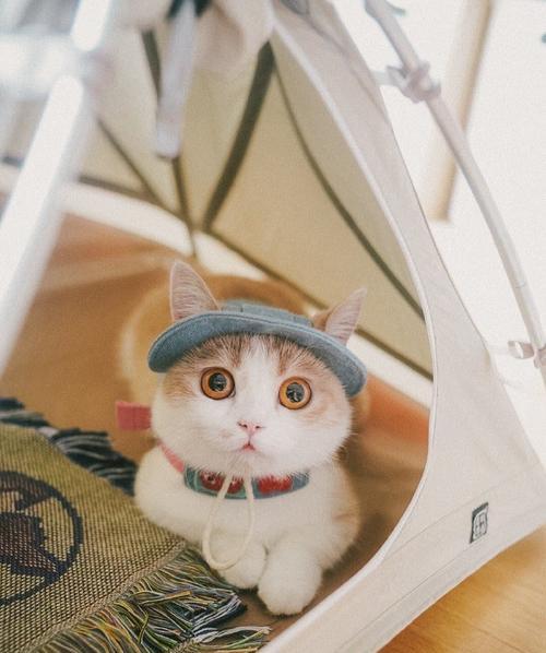 自由之心宠物强度排名，这些宠物最强！（排行榜中的王者之选，你不可错过！）