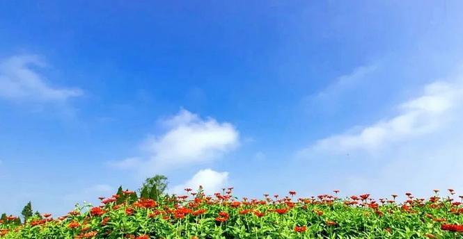 紫海TD通关攻略（挑战紫海TD，解开通关之谜，尽在本攻略！）