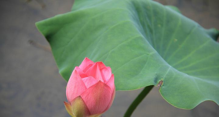 百花争妍攻略（百花争妍，让花园焕发绚烂色彩）