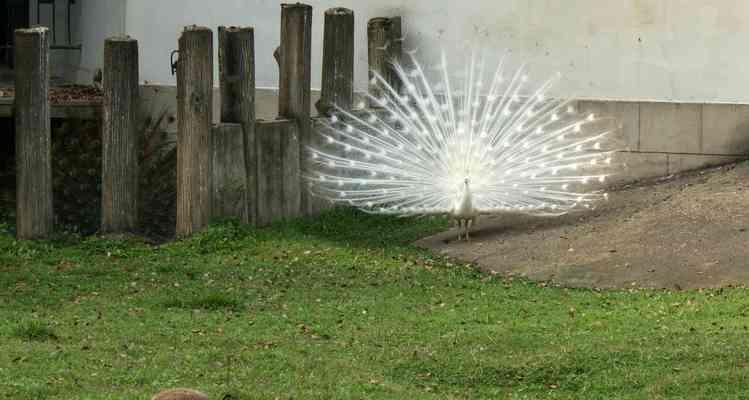 《探寻武汉动物园小游戏的乐趣》（从零开始，畅游奇妙的动物世界）