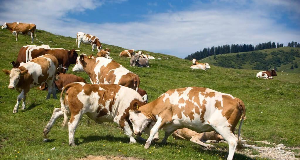 《弹射世界夏洛技能属性大揭秘》（掌握夏洛技能，成为弹射之王！）