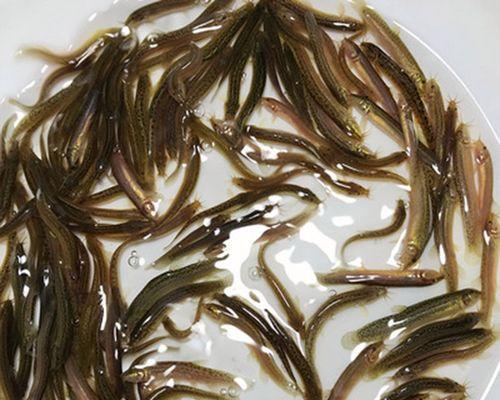 探索小泥鳅不死铭文出装攻略（终结敌人于不死之间的战术奇点）